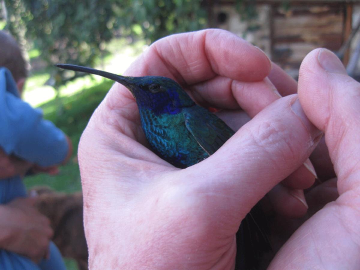 فيلا Jardin Colibri Rnt 33633 جوتافيتا الغرفة الصورة